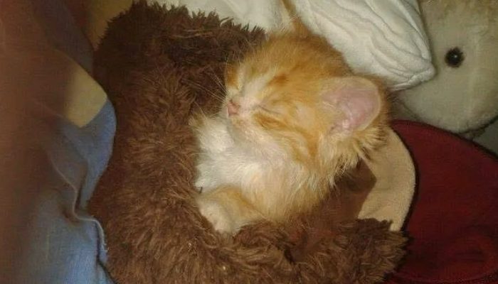 Un petit chaton roux trouvé seul dans les bois sans mère a été découvert