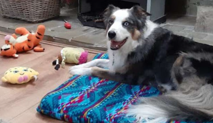 Un chien garde ses jouets précieux pendant qu’ils sèchent