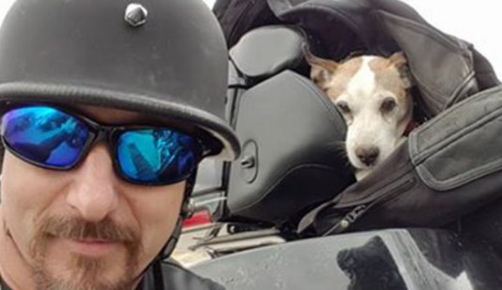 Comme c’est bon d’être gentil, un motard voit un petit chien sans défense sur le bord de la route et s’arrête pour le sauver