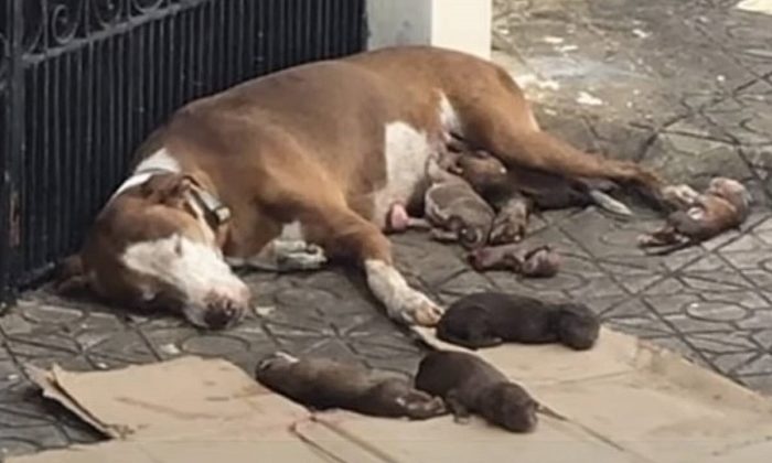 Ils sauvent la chienne qui a accouché sur le trottoir et ont protégé ses chiots avec amour jusqu’à ce qu’elle s’effondre