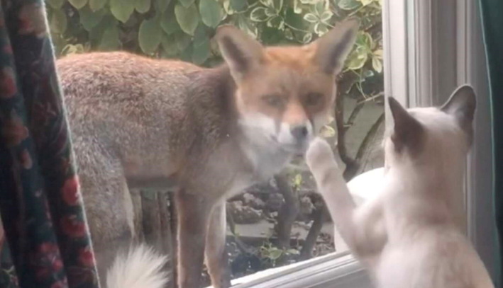 Un beau couple: le renard sauvage se lie d’amitié avec un petit chaton à travers la fenêtre