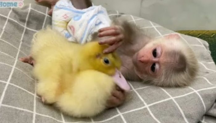 Le gentil singe a fait tout ce qu’une bonne nounou ferait pour aider à endormir un bébé canard