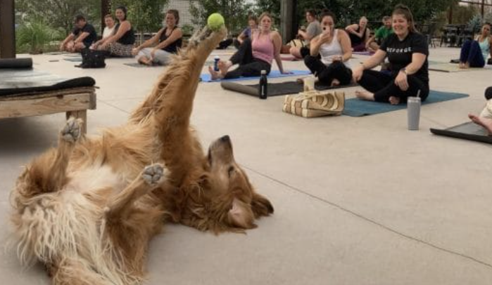 La pose signature de Harvey, le Golden Retriever vole la classe de yoga, à chaque fois