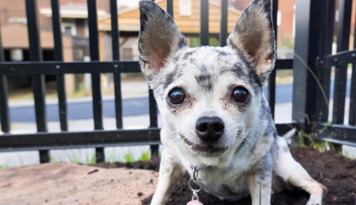 Une femme trouve un moyen d’arrêter son chien qui essaie constamment de franchir la porte