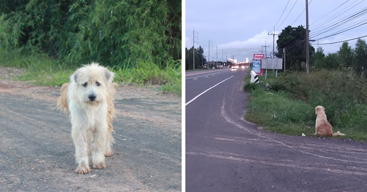 Un chien fidèle attend ses humains quatre ans au même endroit où il les a perdus