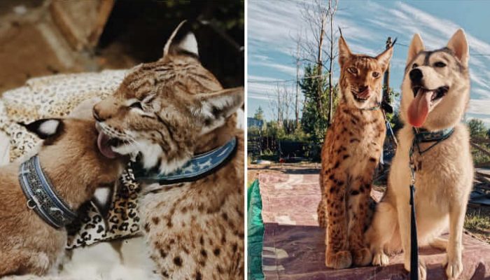 Il est probable que le chien et le lynx soient apparentés et vivent ensemble