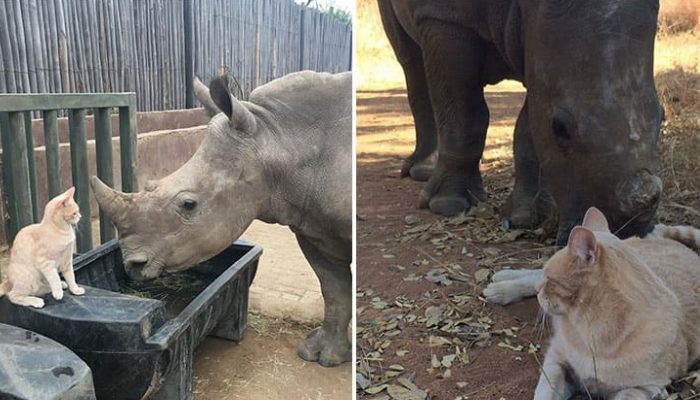 C’était un lien rare entre un bébé rhinocéros et un chat qui a aidé le rhinocéros à faire face à la perte de sa mère