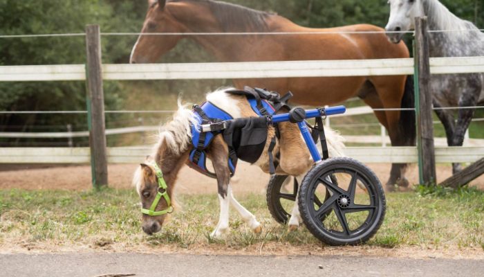 Le cheval nouveau-né, né avec un handicap, a pu faire ses premiers pas et galoper à l’aide d’un fauteuil roulant modifié