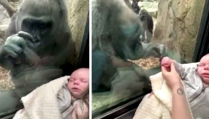 C’était un spectacle qui a choqué toute la planète! Quand un bébé gorille naît, la mère gorille prend soin du bébé