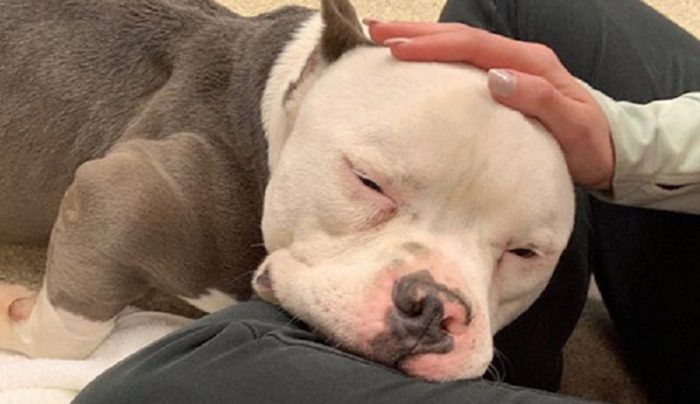 Moment extrêmement déchirant et touchant, chien offensé et agacé sur un matelas abandonné