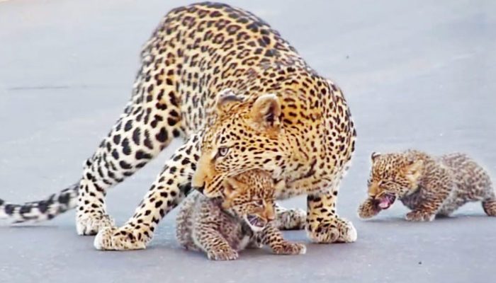 Une mère léopard d’Afrique du Sud montre à ses jeunes protégés comment traverser la rue en toute sécurité