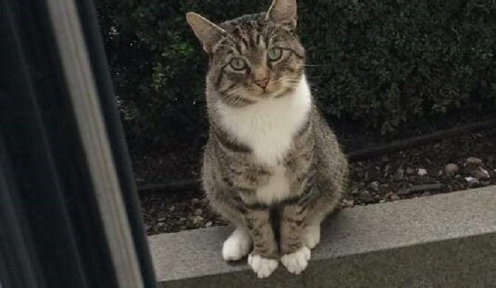 Le chat tigré attend chaque jour le temps de jouer à Kitty BFF dehors