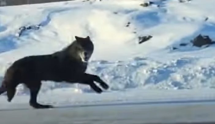 Une femme filme deux énormes loups a concourant de sa voiture à 30 MPH