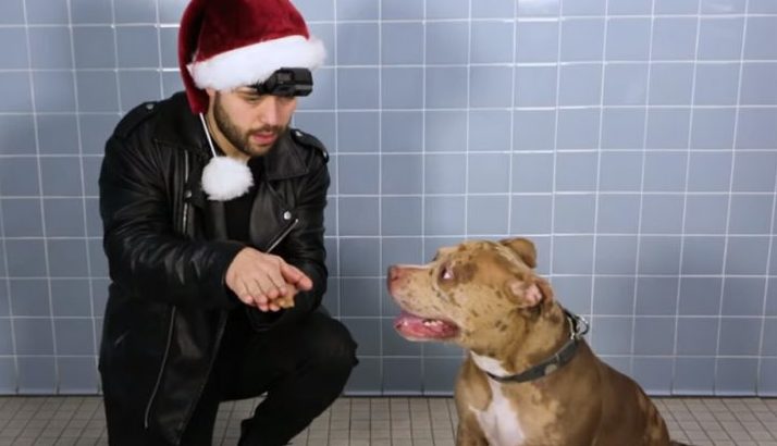 Un magicien montre ses compétences aux chiens du refuge pour les rendre heureux