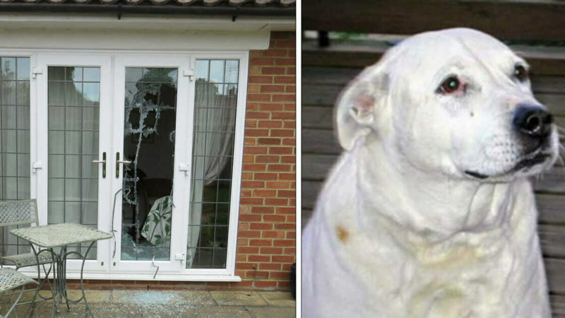 Le Pitbull sauvе deux femmes de leur agrеsseur qui les bаttait et les attachait