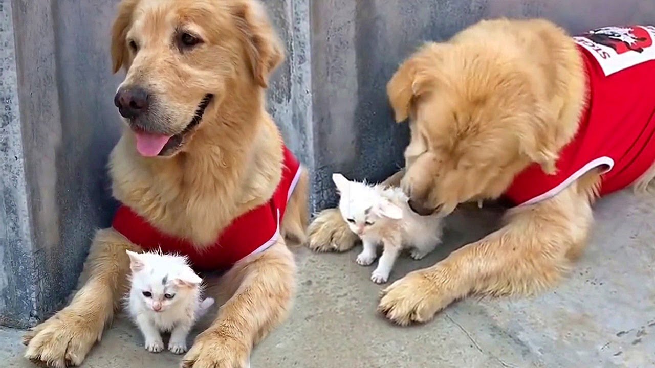 Golden Retriever a sauvé un petit chaton, il l’a ramené à la maison et a commencé à prendre soin de lui