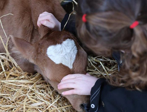 Un veau est né en Irlande avec la marque de cœur adorable sur le front le 14 février