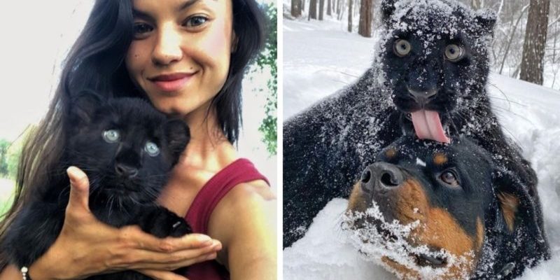 La fille a acheté un bébé panthère au zoo. Maintenant, elle vit en Sibérie, aime la neige et s’est liée d’amitié avec un Rottweiler