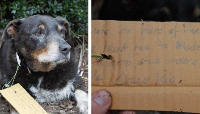 Le chien disparu de la famille est revenu avec un message le proclamant héros du jour