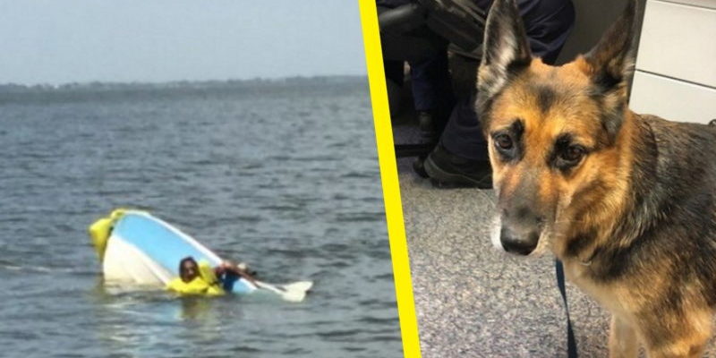 Cette chienne berger allemand a passé 11 heures dans l’océan froid pour sauver son propriétaire.