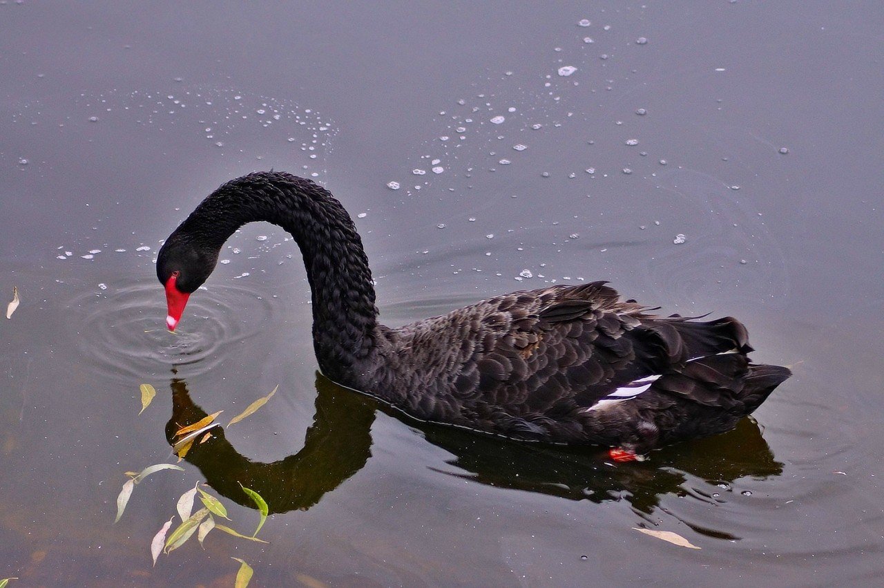 Accompagnement parental : un couple de cygnes persuade un poussin de descendre à l’eau