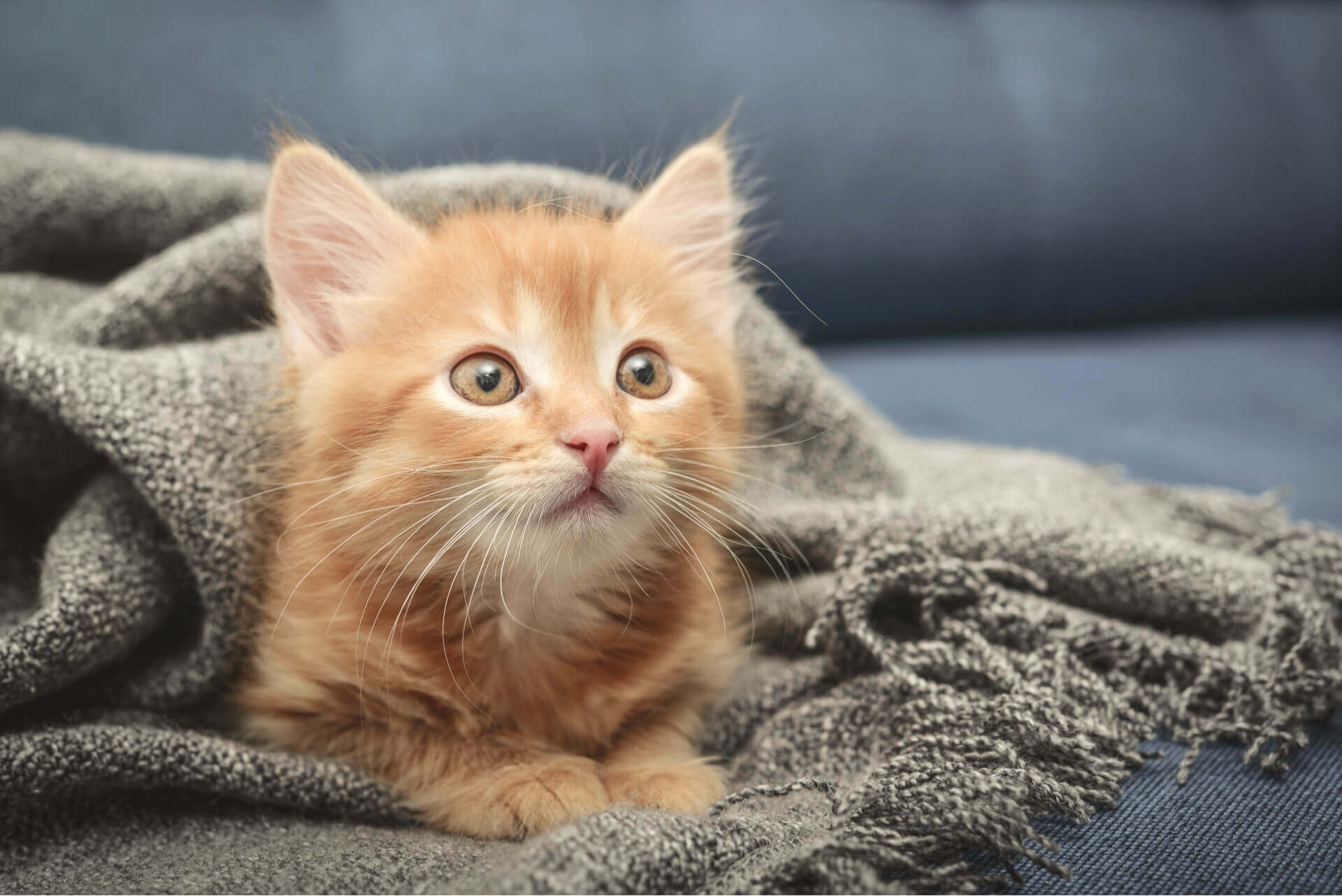 Un motocycliste a arrêté la circulation pour sauver un petit chaton effrayé