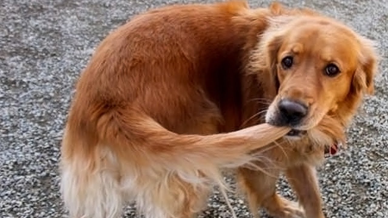 Le chien a apporté aux propriétaires un sac poubelle dans lequel se trouvait une fille nouveau-née