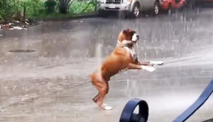 Un chiot sous la pluie rappelle à tout le monde les choses importantes de la vie et devient viral