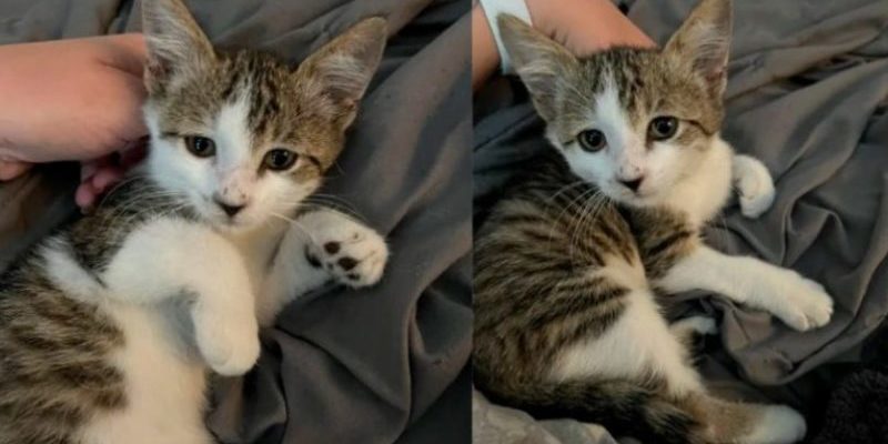 Un chaton a fait un câlin au petit qui l’a secouru de la chaussée