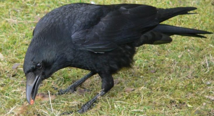 L’homme a aidé la famille des corbeaux pendant un an