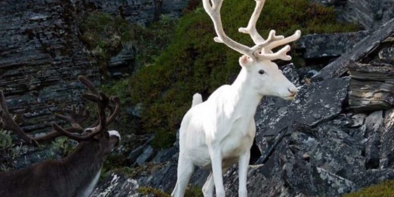 Présentons d’incroyables animaux albinos