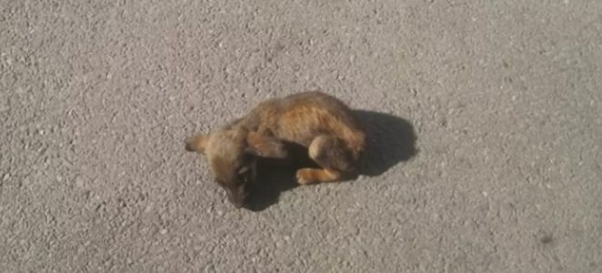 Le plus petit chiot attend au milieu de la route que quelqu’un la sauve