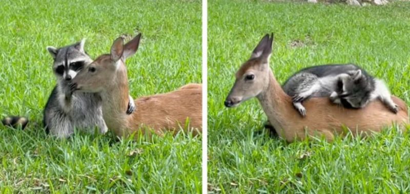 Un raton laveur forme une incroyable amitié avec un cerf qui a perdu sa mère