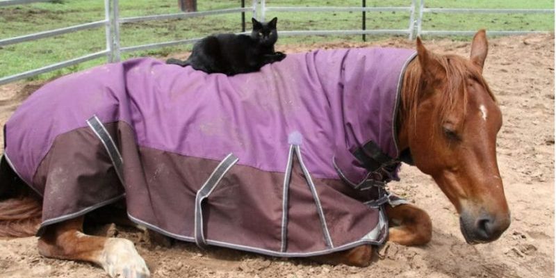 Une merveilleuse amitié d’un beau chat et d’un cheval doux