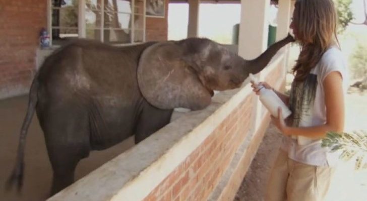 Un troupeau d’éléphants a laissé leur bébé malade mourir d’une terrible maladie