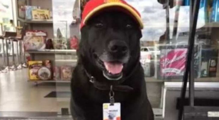 Un chien abandonné à la station-service est maintenant son employé le plus mignon