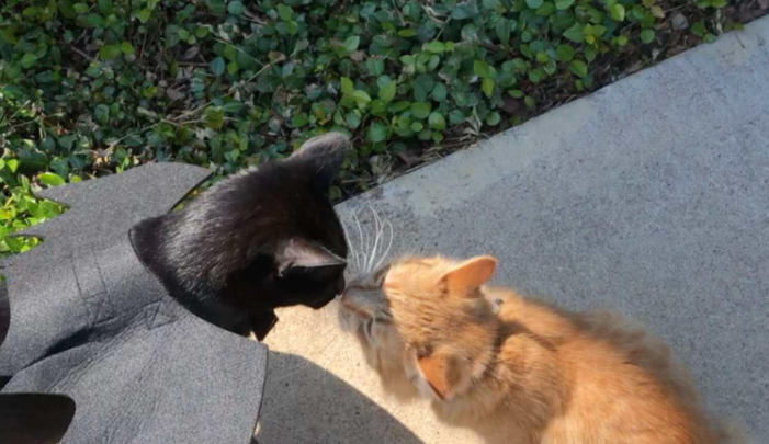 Une femme découvre que la meilleure amie de son chat perd sa maison et sait exactement quoi faire