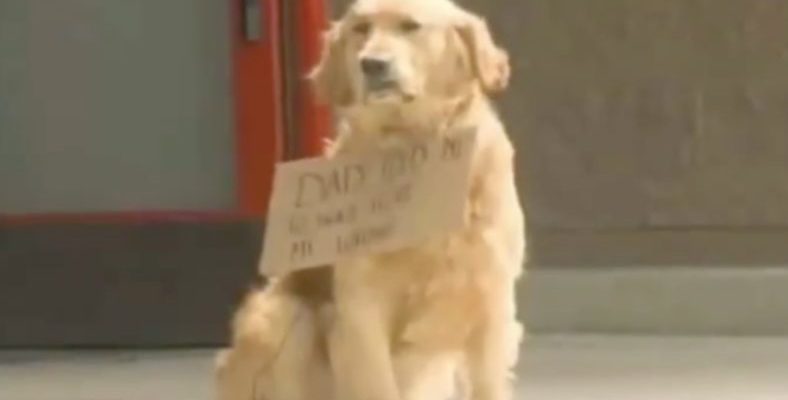 Un chien attend à l’extérieur du magasin avec une pancarte autour du cou