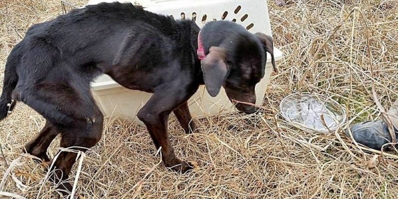 Ils ont trouvé un chien abandonné dans une cage et en ont fait leur meilleur ami