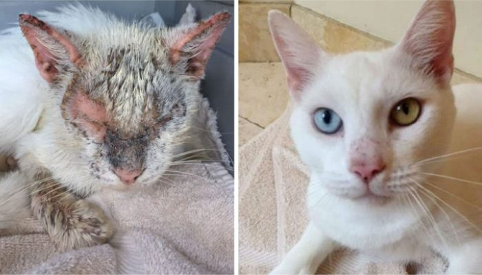 Après huit ans de séparation, un chat est rentré à la maison