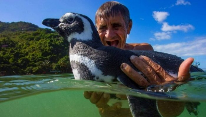 La gratitude pousse un pingouin à nager 4 000 kilomètres par an pour rendre hommage au gentil garçon qui lui a sauvé la vie