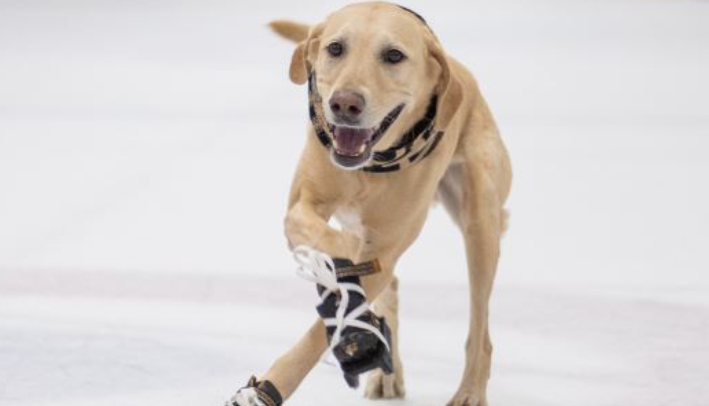 Benny patine sans effort autour de la patinoire, saute par-dessus les haies et il se montre même avec le crossover parfait