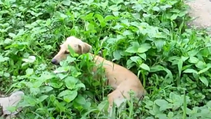 Un chiot sans-abri se tenait immobile dans les buissons tout en cachant ses petits doigts