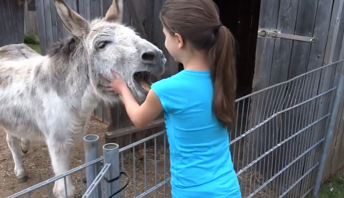 Moment émouvant d’âne voyant la fille qui l’a élevé dans des séquences touchantes