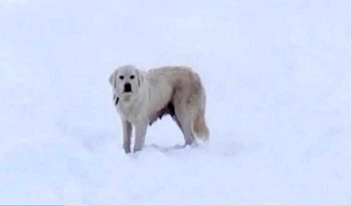 Un couple marchant dans la neige comprend les signes d’une mère affolée qui demande de l’aide