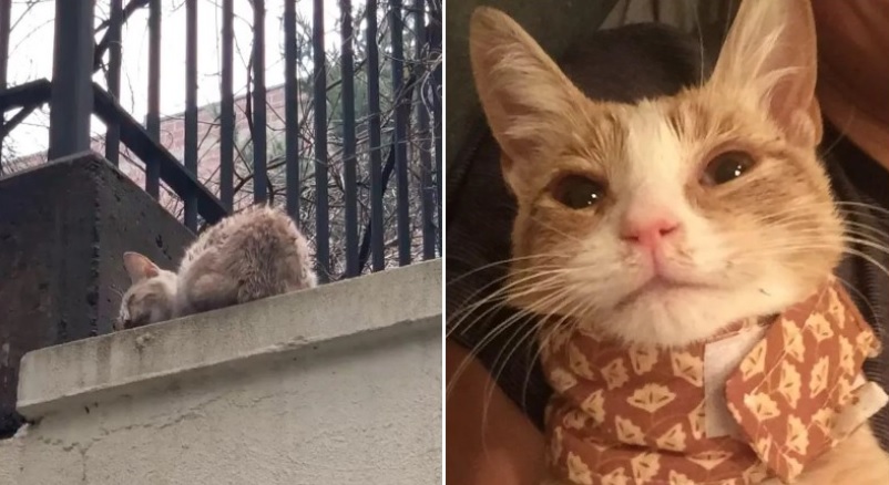 Les passants marchaient devant un chaton qui était allongé sur un rebord en béton