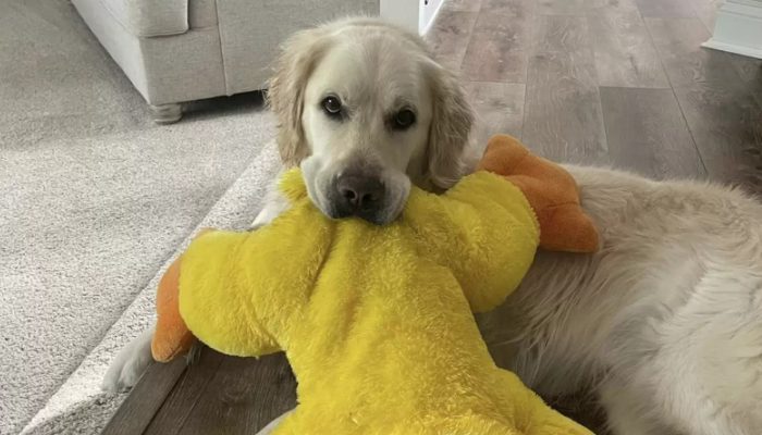 Guy en tire un rapide en se déguisant en jouet le plus précieux de l’animal