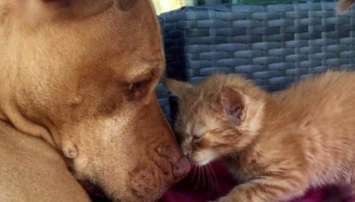 Un pit-bull sauvé développe un amour indestructible pour un chaton et jure de s’occuper d’elle pour le reste de ses jours.