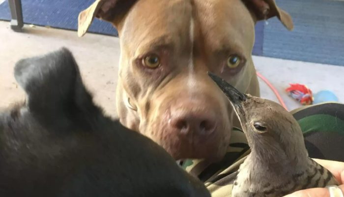 La mère adoptive pitbull et son bébé oiseau sont la chose la plus mignonne qui soit