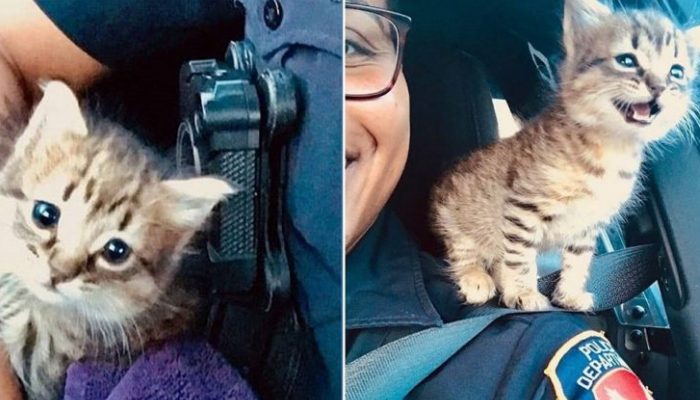Après avoir compris la situation difficile du chat, un policier décide de le ramener chez lui